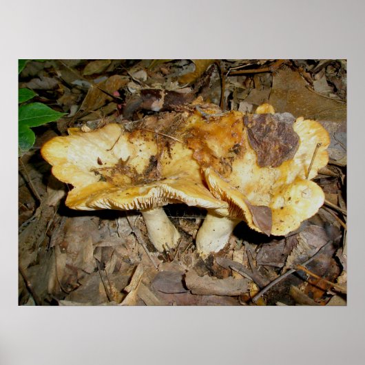 Golden Brown Mushrooms Poster (Vorne)