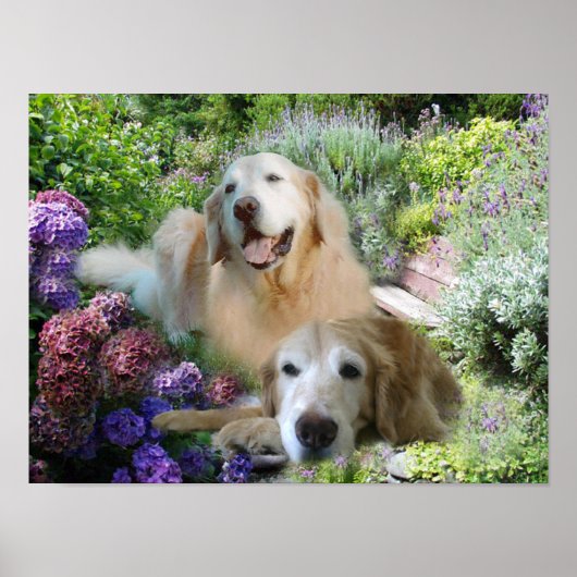 Golden Buddies Poster (Vorne)