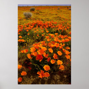 Golden California Poster