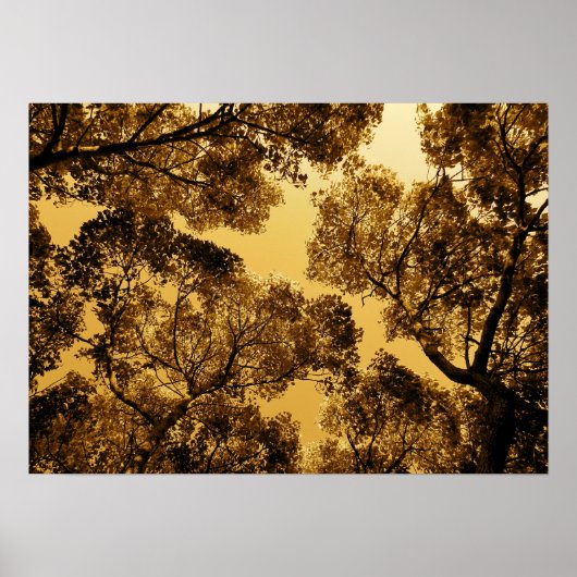 Golden Camphor Poster (Vorne)