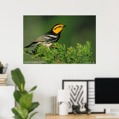 Golden-Cheeked Warbler Poster (Heimbüro)