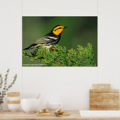 Golden-Cheeked Warbler Poster (Küche)
