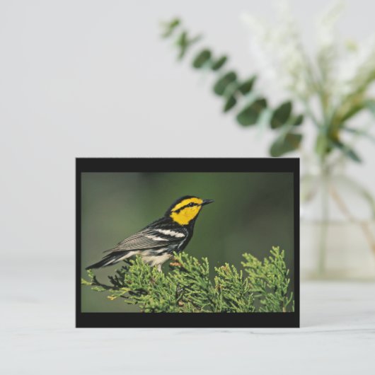 Golden-Cheeked Warbler Postkarte (Stehend Vorderseite)