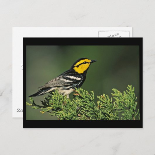 Golden-Cheeked Warbler Postkarte (Vorne/Hinten)