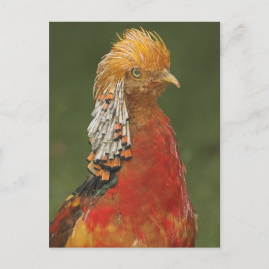 Golden/Chinese Pheasant Postkarte (Vorderseite)