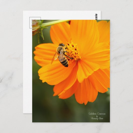Golden Cosmos & Honey Bee ［ Postcard ］ Postkarte (Vorne/Hinten)