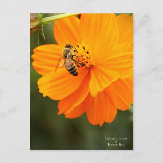 Golden Cosmos & Honey Bee ［ Postcard ］ Postkarte (Vorderseite)