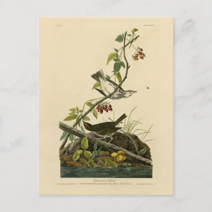 Golden Crown Thrush - Audubons Vögel in Amerika Postkarte