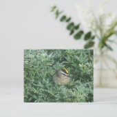 Golden Crowned Kinglet 1 Postkarte (Stehend Vorderseite)
