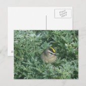 Golden Crowned Kinglet 1 Postkarte (Vorne/Hinten)