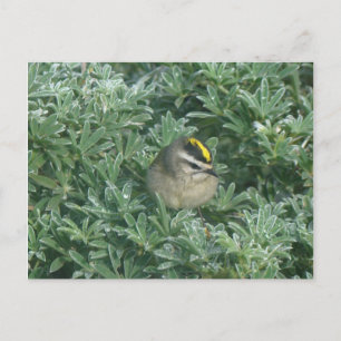 Golden Crowned Kinglet 1 Postkarte