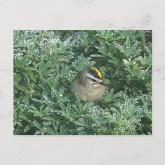 Golden Crowned Kinglet 1 Postkarte (Vorderseite)