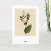 Golden-Crowned Kinglet, Audubons Vögel von Amerika Karte (Rückseite)