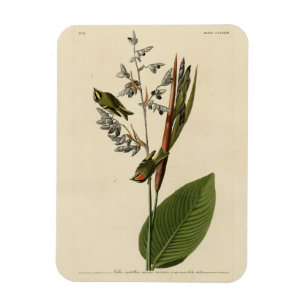 Golden-Crowned Kinglet, Audubons Vögel von Amerika Magnet
