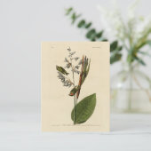 Golden-Crowned Kinglet, Audubons Vögel von Amerika Postkarte (Stehend Vorderseite)