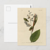 Golden-Crowned Kinglet, Audubons Vögel von Amerika Postkarte (Vorne/Hinten)