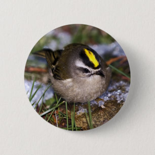 Golden-Crowned Kinglet Button