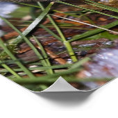 Golden Crowned Kinglet Fine Art Prints Poster (Ecke)