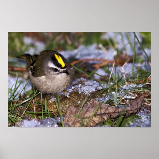 Golden Crowned Kinglet Fine Art Prints Poster (Vorne)