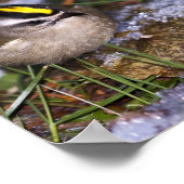 Golden Crowned Kinglet Fine Art Prints Poster (Ecke)