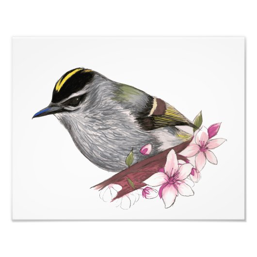 Golden-Crowned Kinglet Fotodruck (Vorne)