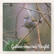Golden-Crowned Kinglet