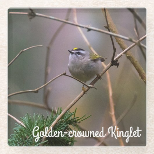 Golden-Crowned Kinglet Glasuntersetzer (Vorderseite)