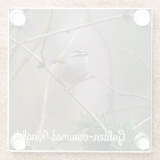 Golden-Crowned Kinglet Glasuntersetzer (Rückseite)