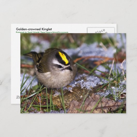 Golden-Crowned Kinglet Postcard Postkarte (Vorne/Hinten)
