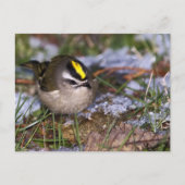 Golden-Crowned Kinglet Postcard Postkarte (Vorderseite)
