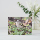 Golden-Crowned Kinglet Postkarte (Stehend Vorderseite)