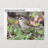 Golden-Crowned Kinglet Postkarte (Vorne/Hinten)