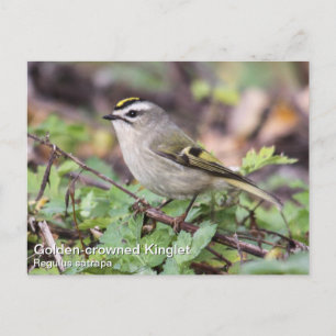 Golden-Crowned Kinglet Postkarte