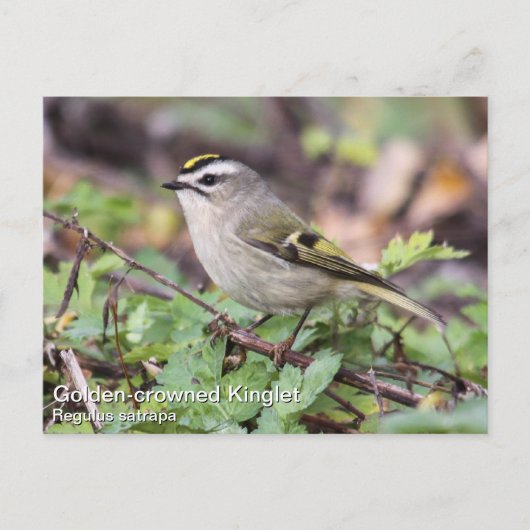 Golden-Crowned Kinglet Postkarte (Vorderseite)