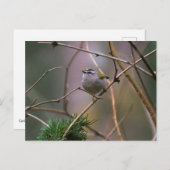 Golden-Crowned Kinglet Postkarte (Vorne/Hinten)