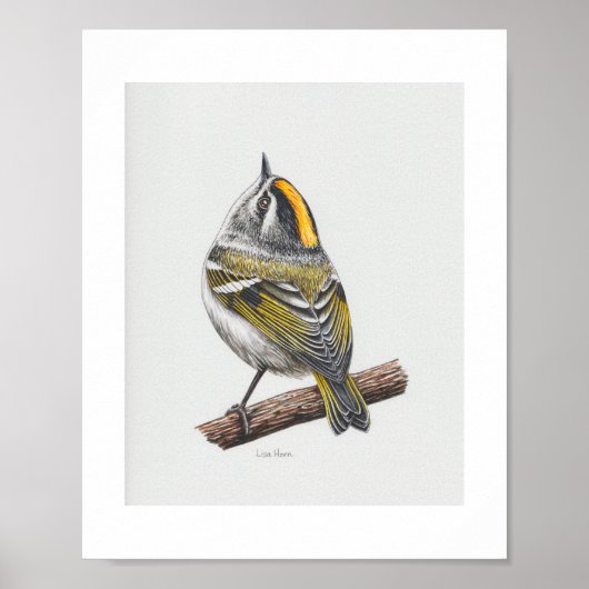 Golden Crowned Kinglet Printing Poster (Vorne)