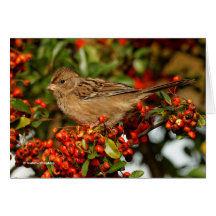 Golden Crowned Sparrow auf dem Scarlet Firethorn