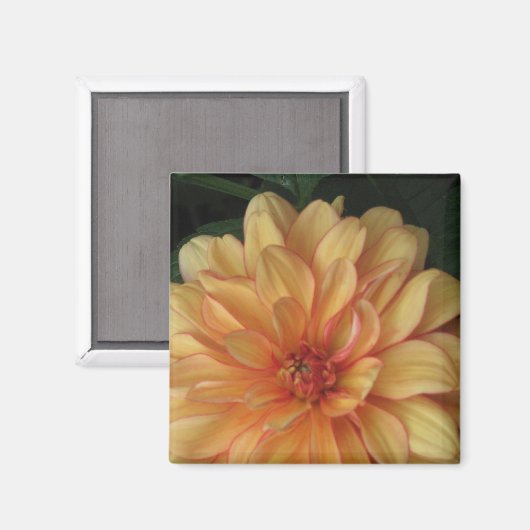 Golden Dahlia Magnete Magnet (Vorderseite/Rückseite)
