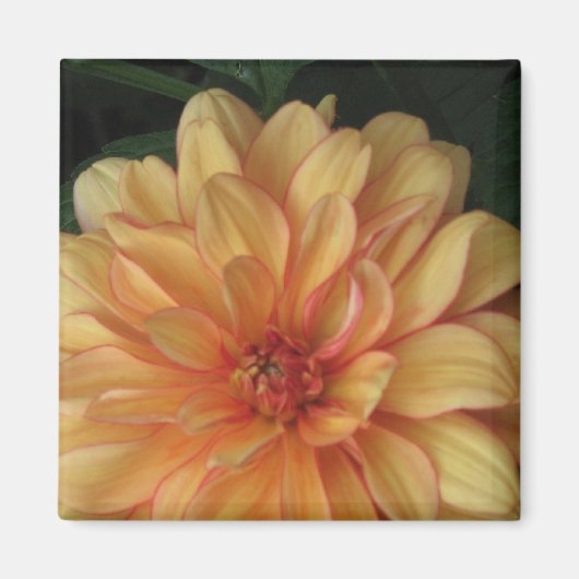 Golden Dahlia Magnete Magnet (Vorne)