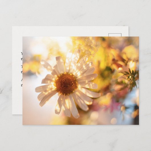 Golden daisy with universal spiritual message postkarte (Vorne/Hinten)