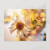 Golden daisy with universal spiritual message postkarte (Vorderseite)