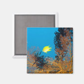 Golden Damselfish (Amblyglyphidodon aureus) Magnet (Vorderseite/Rückseite)