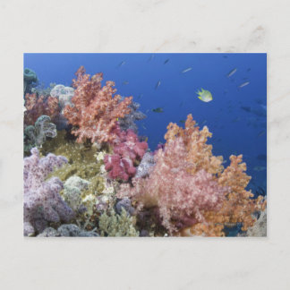 Golden Damselfish (Amblyglyphidodon aureus), Postkarte