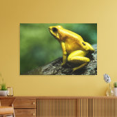 Golden Dart Frog Leinwanddruck (Insitu (Wohnzimmer))