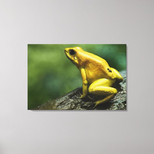 Golden Dart Frog Leinwanddruck (Vorderseite)