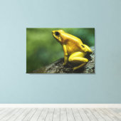 Golden Dart Frog Leinwanddruck (Insitu (Holzboden))