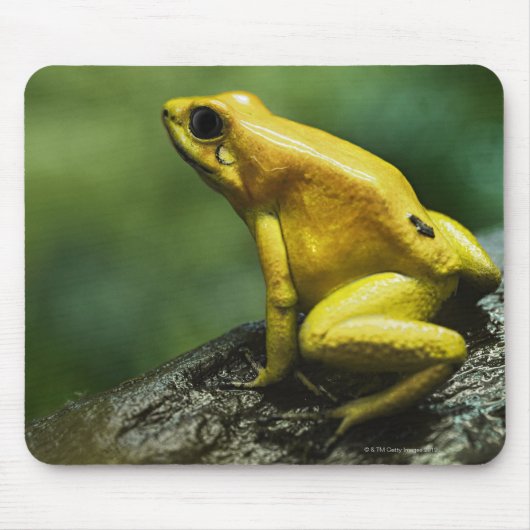 Golden Dart Frog Mousepad (Vorne)