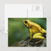 Golden Dart Frog Postkarte (Vorne/Hinten)