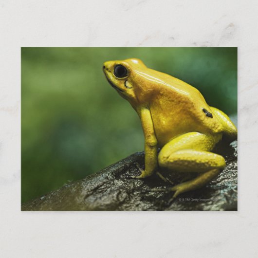 Golden Dart Frog Postkarte (Vorderseite)