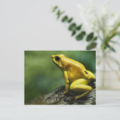 Golden Dart Frog Postkarte (Stehend Vorderseite)